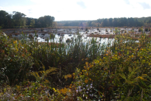 Avery Farm wetlands with forest in the background. Photo Credit: Groton Open Space Association (GOSA)