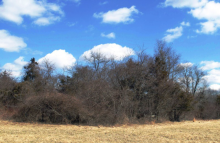 Prime habitat within the Avery Farm property for New England Cottontail rabbit. Photo Credit: Groton Open Space Association (GOSA).