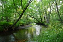 Three quarters of a mile of Roaring Brook flows through Banningwood before emptying into Whalebone Cove and the Connecticut River. Photo Credit: Lisa Niccolai